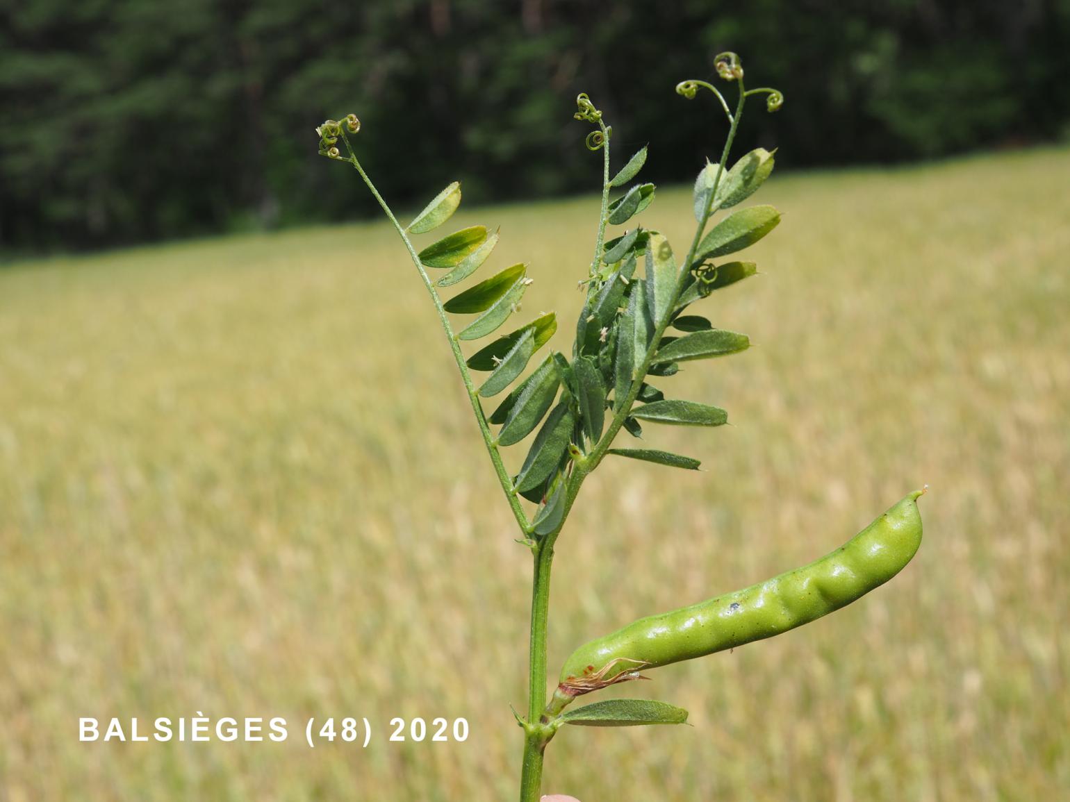 Vetch, Large-seeded